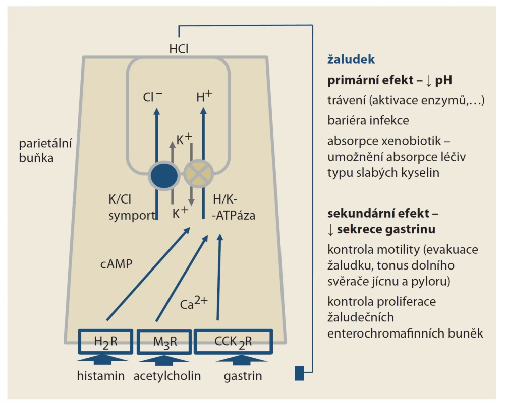 Funkce H+/K+ ATPázy na úrovni parietální buňky žaludku. Po stimulaci
histaminových receptorů H2 (H2R), muskarinových receptorů M3 (M3R) či cholecystokininových
receptorů 2 (CCK2R) je pumpa aktivována. Pokles pH inhibuje
sekreci gastrinu. Část účinku inhibitorů protonové pumpy je dána vzestupem
pH, část vyšší nabídkou gastrinu. Vazba IPP je cílena na podjednotku
zajišťující přesun protonů; ta je společná i protonovým pumpám jiných orgánů.
Naopak prazany, čili draslík-kompetitivní inhibitory acidity se váží na podjednotku
pumpující kationty draslíku. Ta je specifická jen pro žaludeční ATPázu.<br>
Fig. 1. Function H+/K+ ATAse at the parietal cell level of the stomach. After stimulation
of histamine receptors H2 (H2R), muscarinic rec. M3 (M3R) or cholecystokinin
rec. 2 (CCK2R), the pump is active. The decrease in pH inhibits the secretion of gastrin.
Part of the eff ect of PPIs is due to the rise in pH, part of a higher supply of gastrin.
The link of PPIs is targeted at a subunit ensuring the movement of protons,
which is common to the proton pumps of other organs. On the contrary, potassium-
competitive acidity inhibitors bind to a subunit pumping potassium cations.
This is specific only to the ATPase in parietal cells.