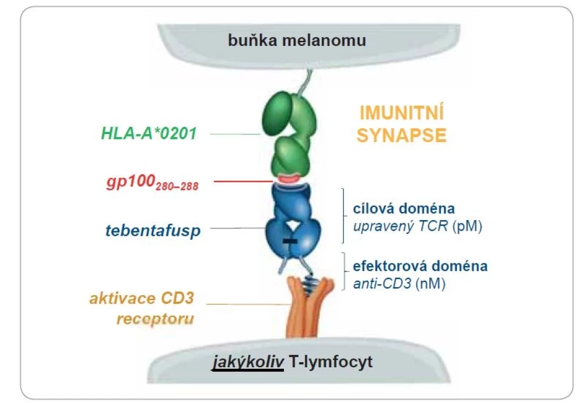 Mechanizmus účinku molekuly tebentafuspu – bispecifického proteinu ze skupiny
ImmTAC (immune mobilizing monoclonal T-cell receptors against cancer).