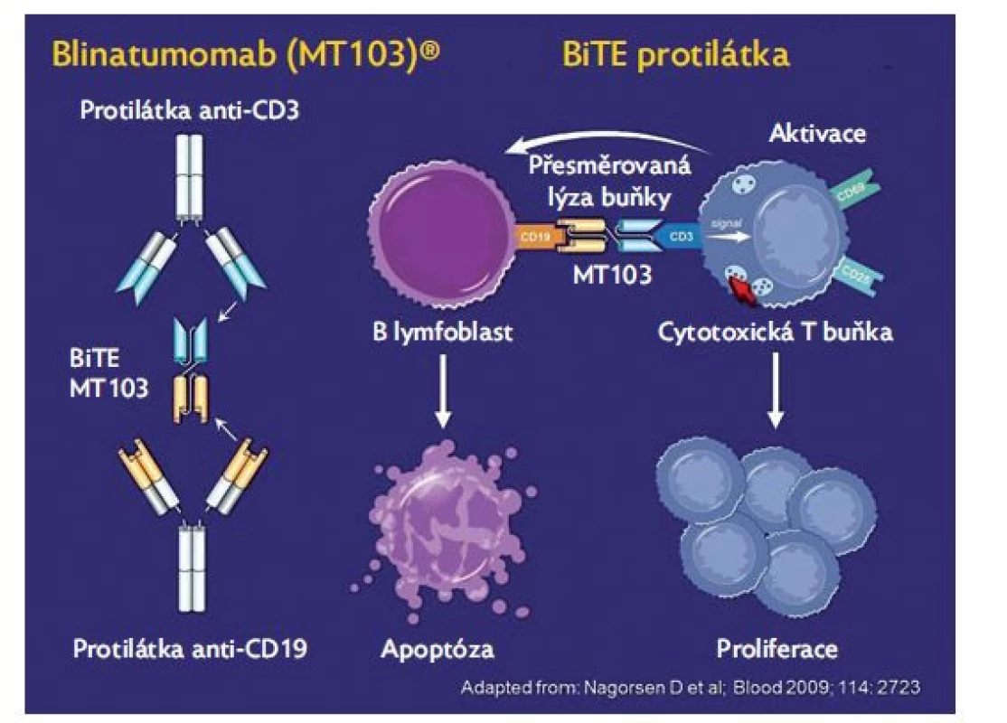Struktura a mechanismus účinku blinatumomabu