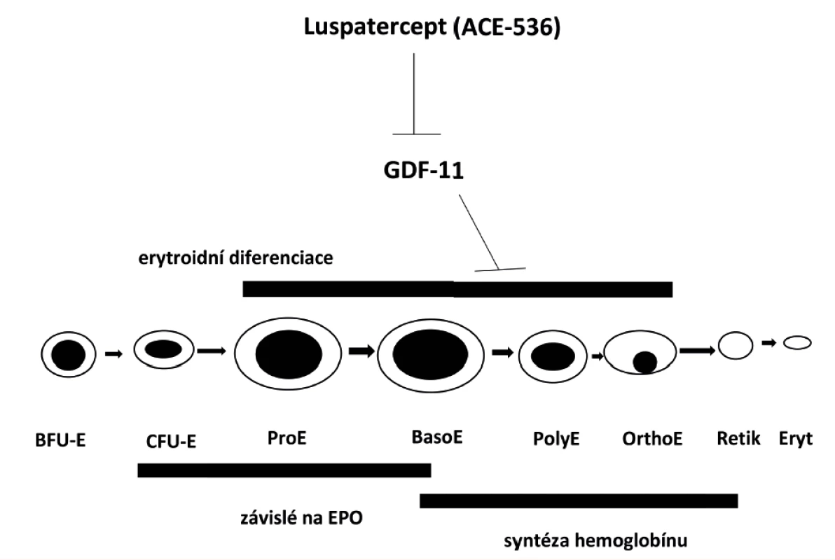 Mechanismus působení luspaterceptu (ACE-536) na signální dráhu GDF-11 a erytroidní diferenciaci<br>
Luspatercept váže GDF11 s větší specificitou než sotatercept a naopak slabě váže aktivin. CFU-E – “colony forming unit-erythroid” – nezralá
krevní kmenová buňka předurčená k vývoji červené krvinky; BFU-E – “burst forming unit-erythroid” – velmi časná fáze vývoje červené
krvinky; ProE – proerytroblast; BasoE – basofilní erytroblast; PolyE – polychromatofilní erytroblast; OrthoE – ortochromatický erytroblast;
Retik – retikulocyt; Eryt – erytrocyt.