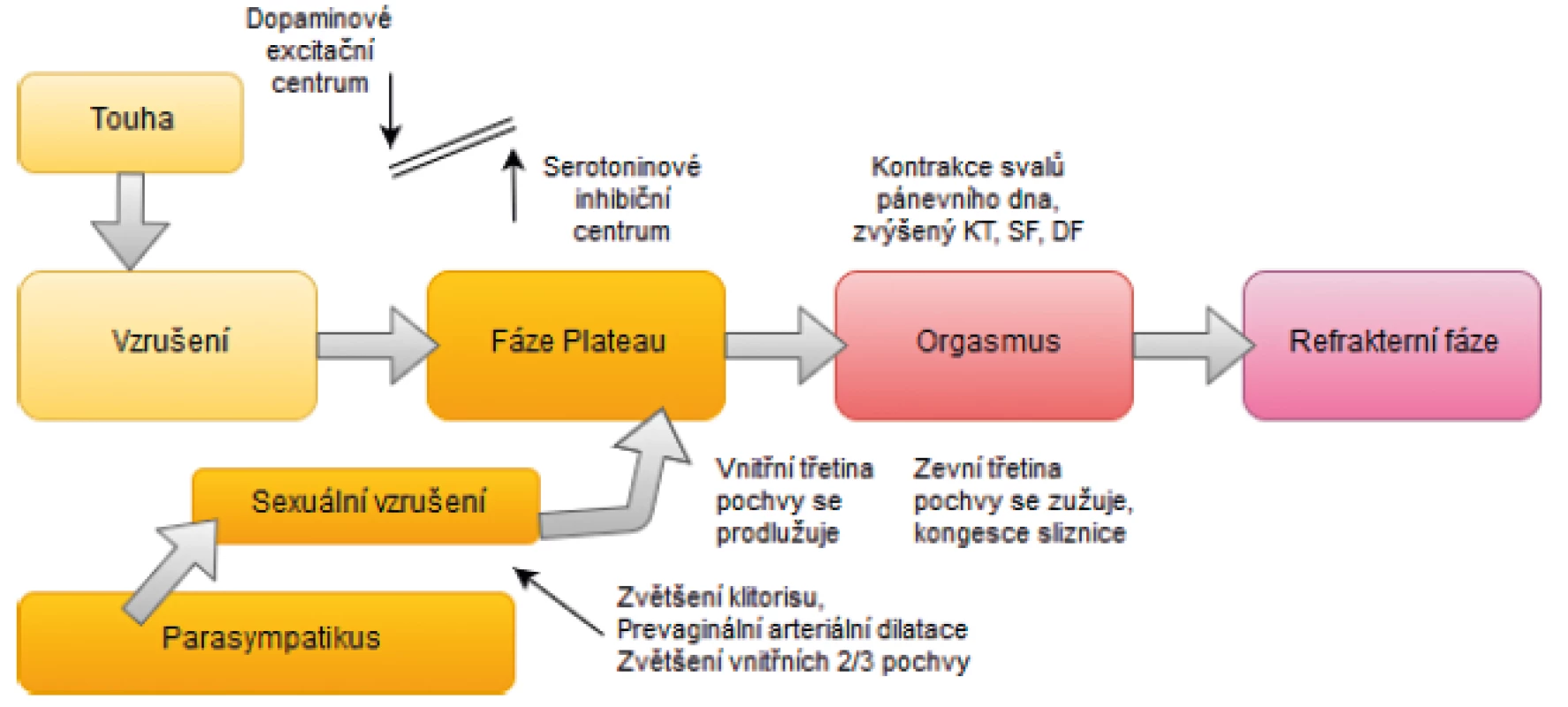 Čtyřfázový lineární model ženské sexuální odezvy (upraveno podle (14))