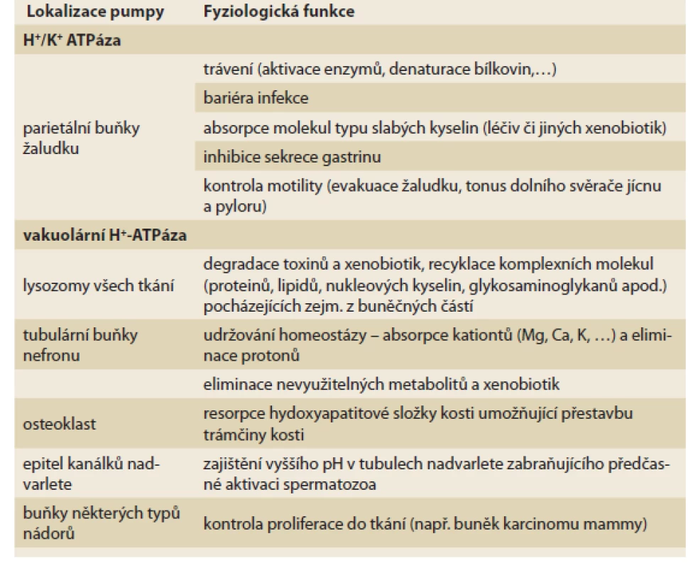 Funkce protonových pump. V různých tkáních se nacházejí dva typy
protonové pumpy, v kanalikulu parietálních buňkách žaludku je typ
H+/K+ ATPázy, v epiteliích tubulárního systému nefronu, nadvarlete či v acinech
osteoklastu je izotransportér vakuolární H+-ATPáza. Podle lokalizace je
odlišná též funkce. Obě pumpy/transportéry jsou inhibovány inhibitory protonové
pumpy.<br>
Tab. 1. Function of proton pumps. In diff erent tissues there are two types of proton
pump, in the acinus of the parietal cells of the stomach there is type H+/K+
ATPase, in the epithelium of the tubular nephron system, in epitelial of epidimis
or in the osteoklasts there is an iso-transporter of vacular H+-ATPase. According
to localization, the function is also diff erent. Both pumps/transporters are inhibited
by PPIs.