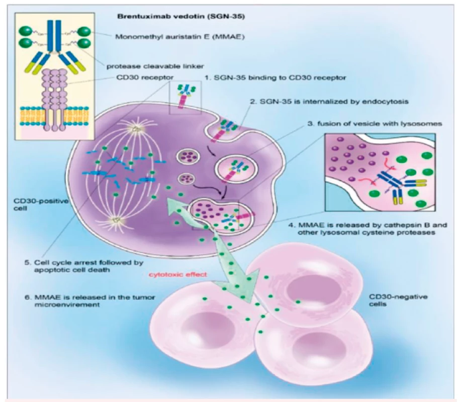 ADC – brentuximab bedotin, ADC – „antibody-drug conjugate“, mechanismus cytotoxického
účinku<br>
Na protilátku anti-CD30 je pomocí proteinového můstku (v plazmě stabilního] připojen cytotoxický
antitubulinový monomethyl auristatin E (MMAE). Konjugát se váže na receptory CD 30, které jsou
exprimované na povrchu H/RS buněk, pomocí lysozomů se noří do nitra buňky. Lysozomální proteázy
degradují proteinovou vazbu na anti CD30 protilátku. MMAE je uvolněn, rozruší mikrotubulární síť,
buněčný cyklus se zastaví, dochází k apoptóze buňky.<br>
(Upraveno podle Younes A, Bartelett NL, Leonard JP, et al. Brentuximab vedotin (SGN 35) for relapsed
CD30-positive lymfomas. N Engl J Med 2010;363:1812–1821.)