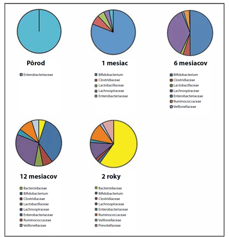 Detailná zmena skladby črevného mikrobiómu v rôznych etapách života dieťaťa (upravené podľa Vasylyeva a kol., 2016).<br>
Fig. 1. Detailed change of gut microbiome composition during various stages of life (modified according to Vasylyeva et
al., 2016).