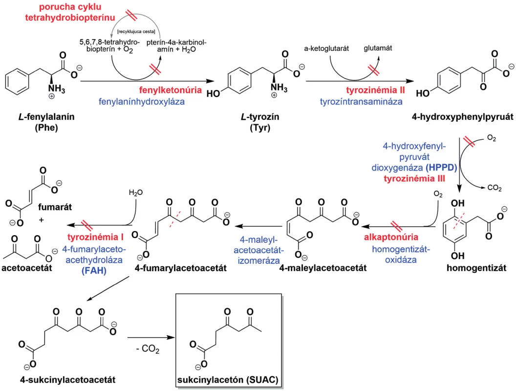 Metabolizmus L-fenylalanínu a L-tyrozínu s vyznačenými patofyziologickými dráhami.
