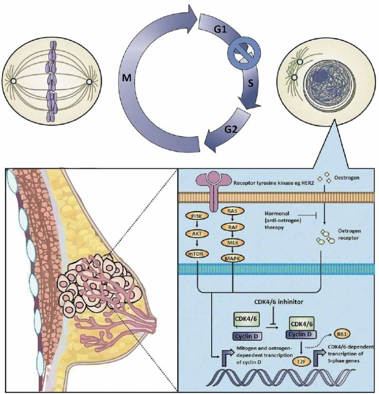 Mechanism of action of CDK4/6 inhibitors.
