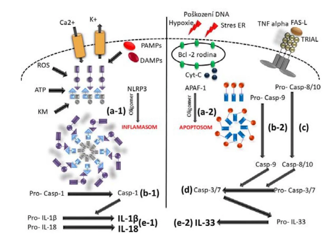 Aktivace kaspáz inflamasomy a apoptosomy