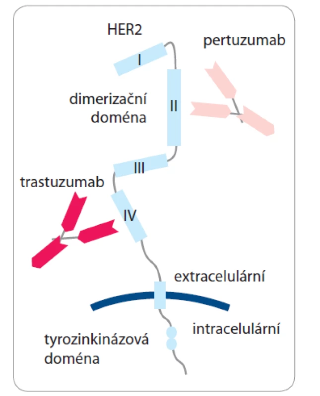 Mechanizmus účinku pertuzumabu
a trastuzumabu [7].