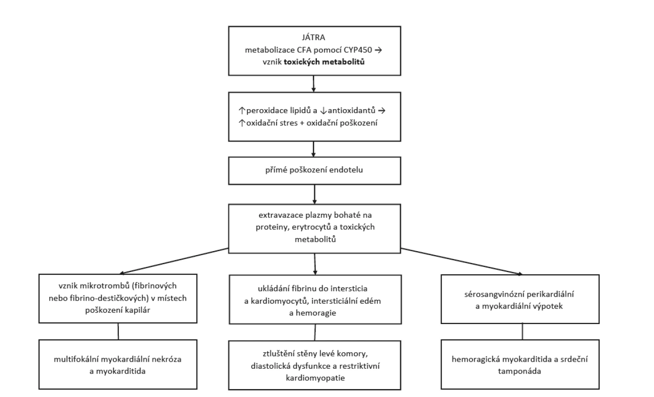 Patofyziologie a klinické projevy cyklofosfamidem indukovaného postižení srdce (upraveno dle Dhesi et al. (4)