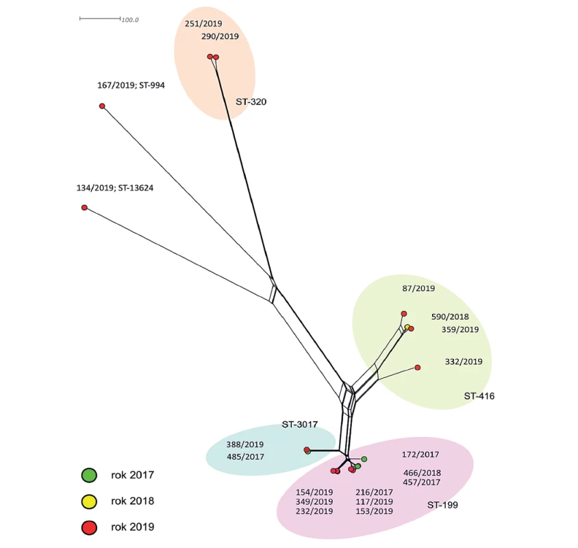 Vizualizace genetické diverzity sérotypu 19A u 19 izolátů z České republiky<br>
Figure 1. Visualization of genetic diversity of serotype 19A in 19 isolates from the Czech Republic