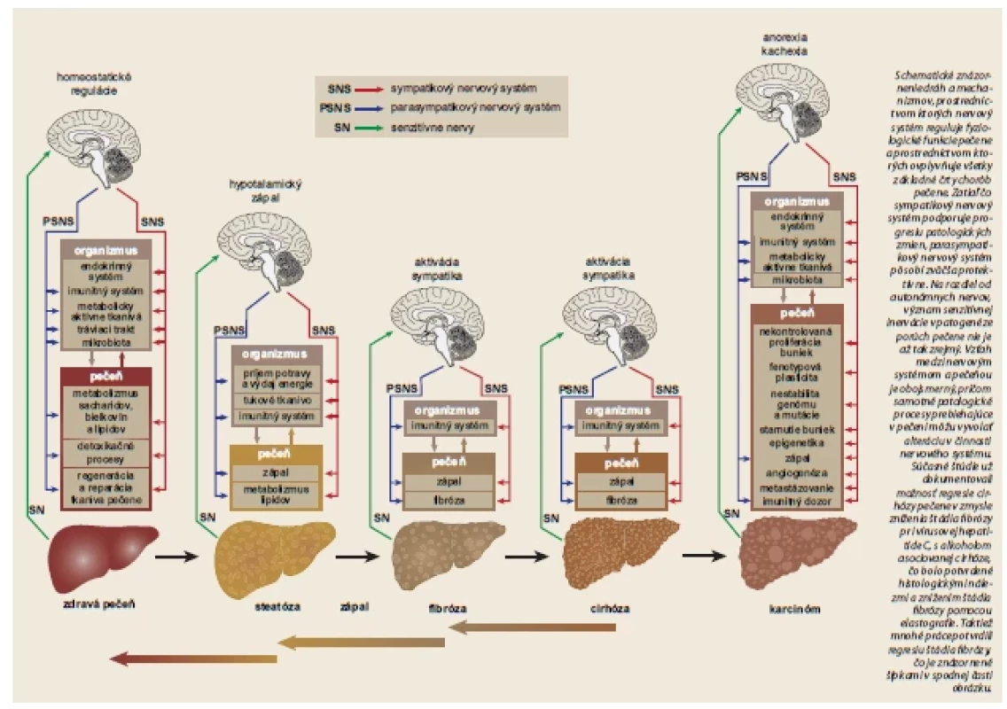 Nervový systém a choroby pečeně. <br> 
Fig. 1. Nervous system and liver diseases.