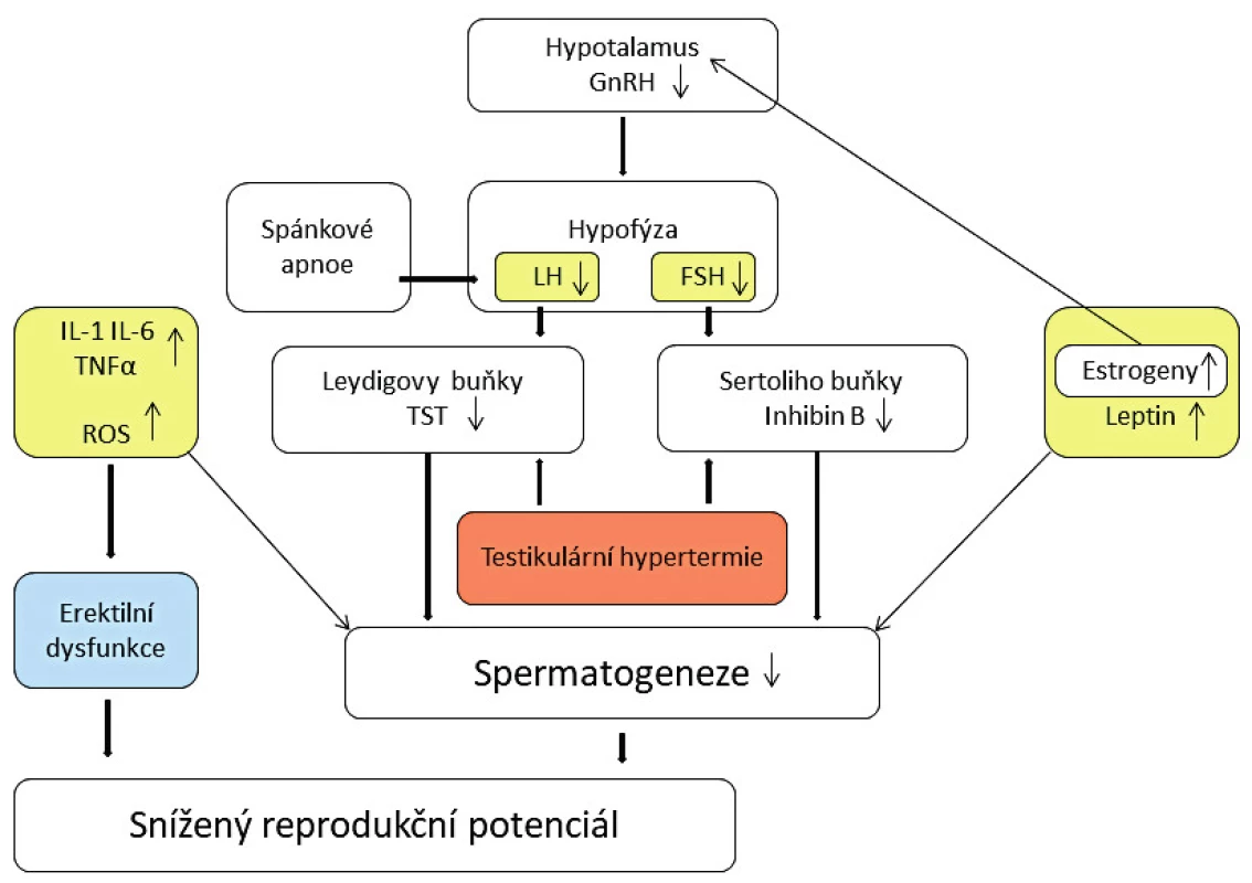 Mechanismy snížení reprodukčního potenciálu u obézních
mužů