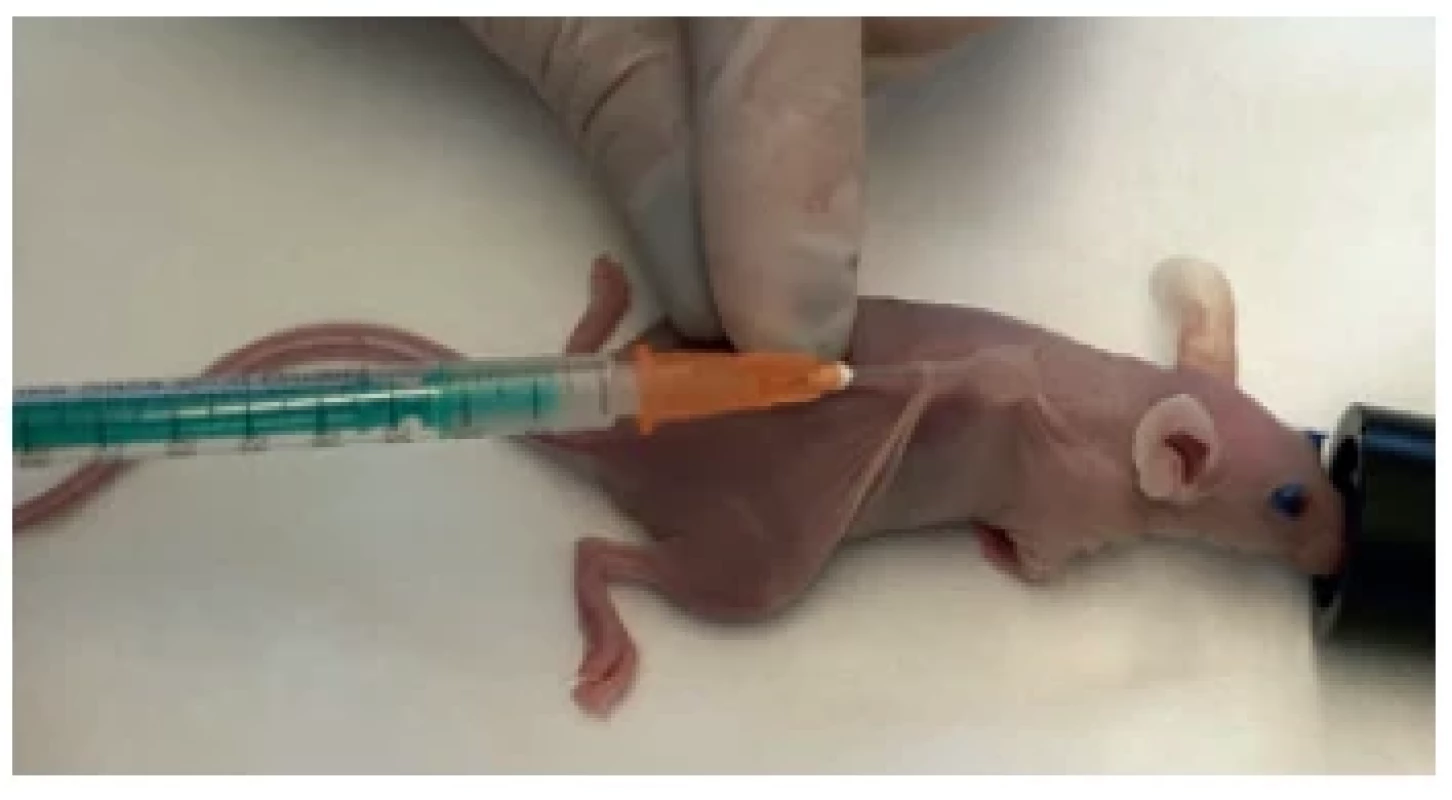 S.c. application of cell lines (NU/NU mouse)