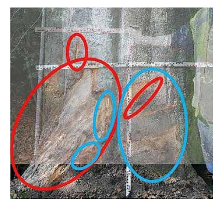 Srovnání deformací zanechaných na stromě po obou nehodách.<br>
Fig. 10. Comparison of deformations left on a tree after both collisions.