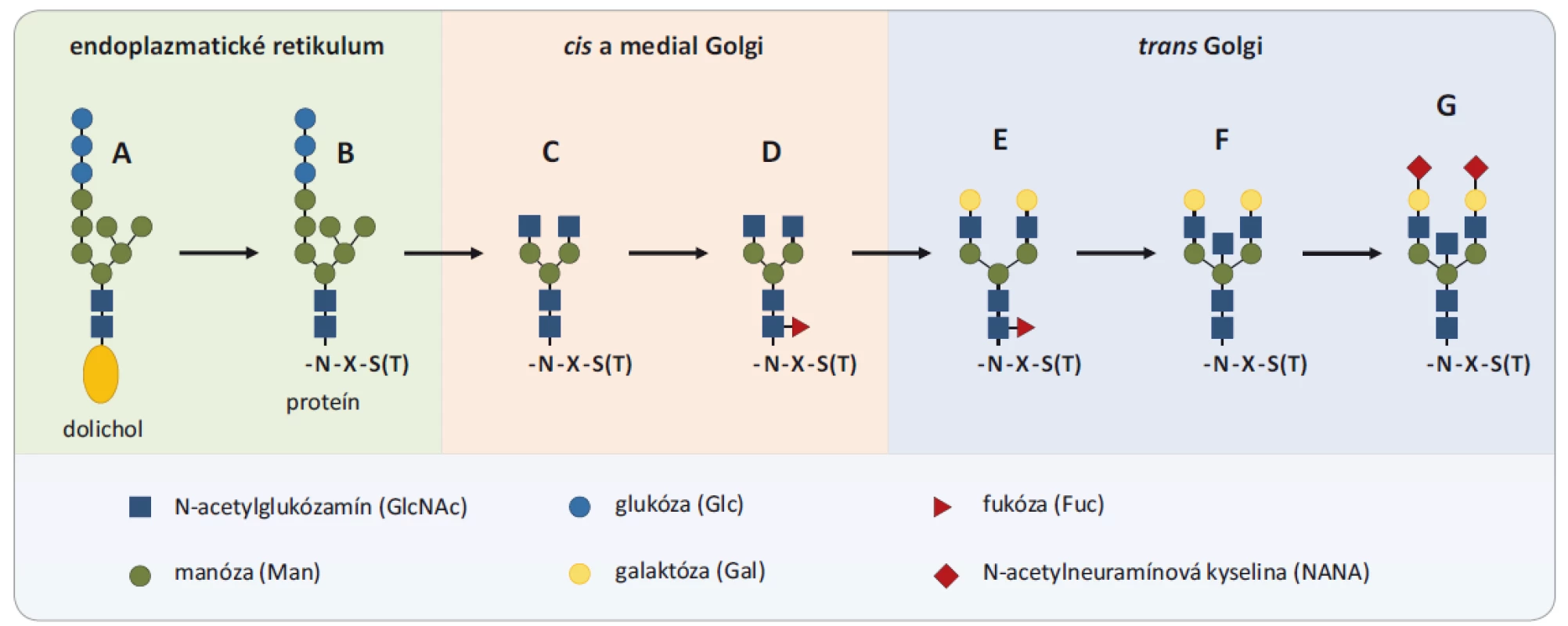Proces glykozylácie. Proces glykozylácie začína v endoplazmatickom retikule, kde je štruktúra Glc3Man9GlcNAc2 prenesená
z molekuly dolicholilu (A) ukotveného v membráne na asparagín (N) v sekvencii novo syntetizovaného proteínu (B). Postupne
je takýto glykoproteín transportovaný do Golgiho aparátu, kde je štruktúra prekurzorového glykánu spracovaná na štruktúru
Man3GlcNAc2 s dvomi anténami (C), ktorá tvorí základ všetkých N-glykozylácií. Na toto jadro môžu byť pridávané molekuly galaktózy,
fukózy, N-acetylglukózamínu a kyseliny N-acetylneuramínove (D – core-fukozylácia, E – digalaktózovaný glykán, F – bisektínový
glykán, G – disialylovaný glykán). Prevzaté a upravené z [9].