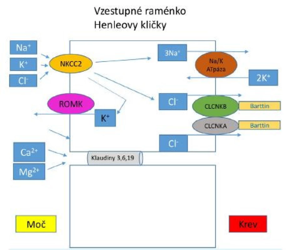 Transportní mechanismy ve vzestupné části
Henleovy kličky