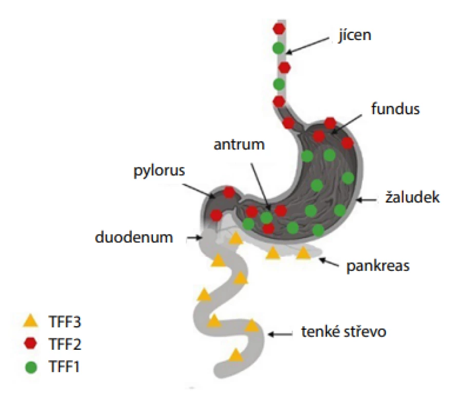 Exprese peptidů TFF v gastrointestinálním traktu (vytvořeno pomocí
programu BioRender.com)