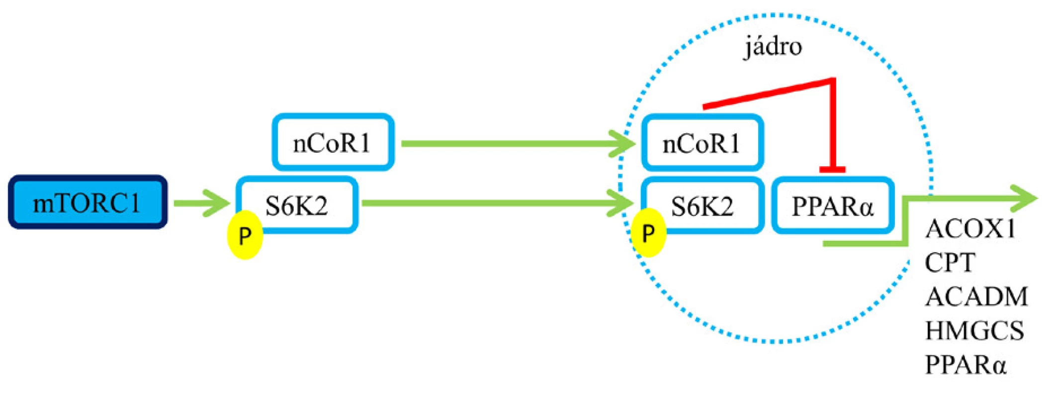 Role mTORC1 v procesu ketogeneze a oxidace mastných
kyselin. Aktivace mTORC1 vede k útlumu syntézy enzymů
zapojených do ketogeneze a oxidace mastných kyselin (6, 7).
Pozn.: zelená šipka – aktivace; červené T – blokáda.