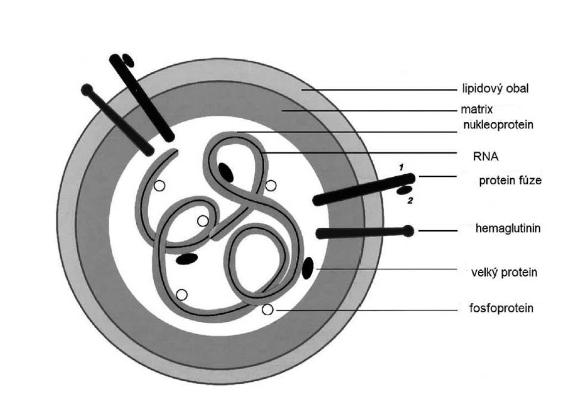 Struktura viru spalniček<br>
Figure 1. Measles virus structure