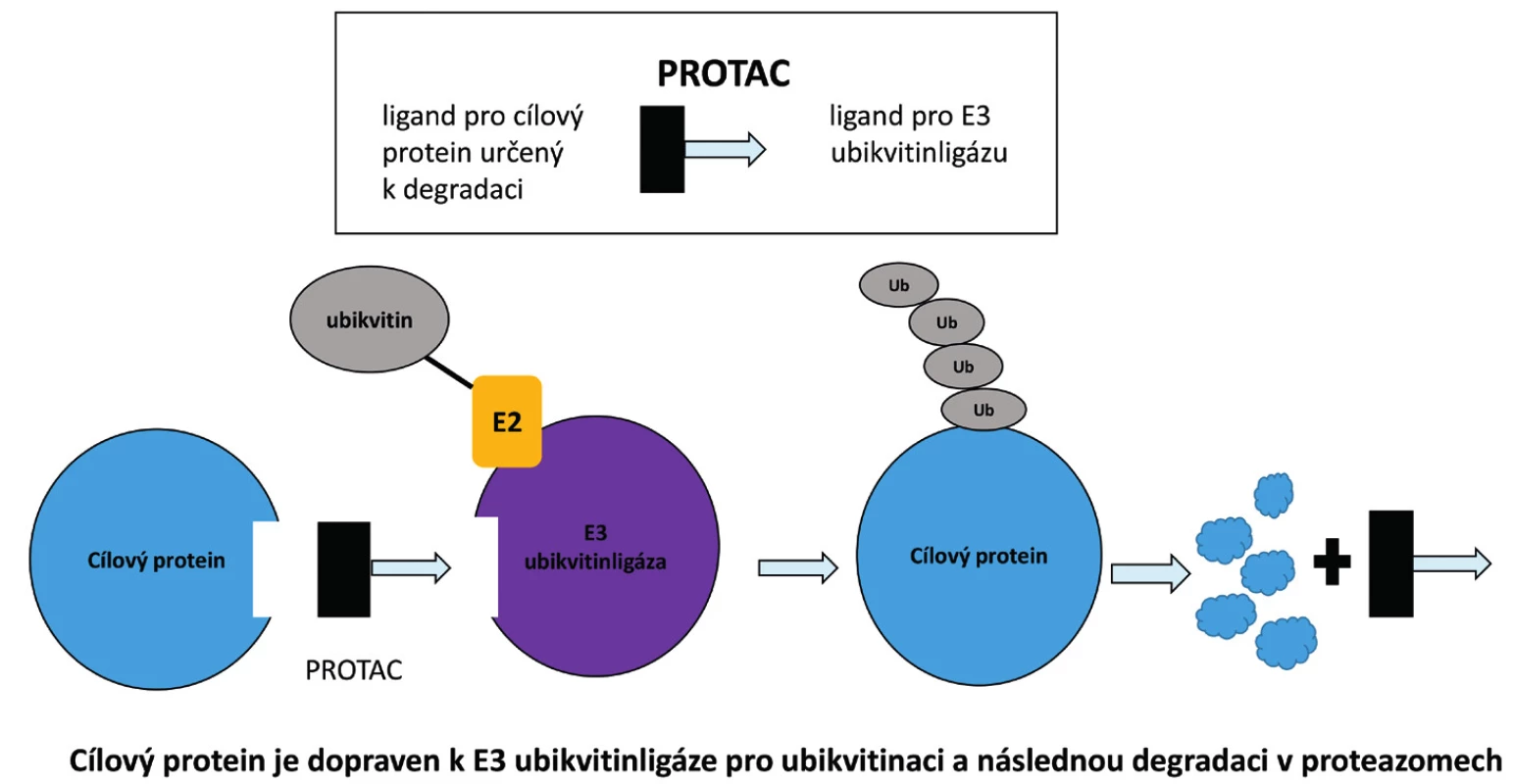 Schematické znázornění molekuly PROTAC. Molekula PROTAC je složena ze tří částí. První součástí
je ligand pro cílový protein určený k polyubikvitinaci a následné degradaci v proteazomu. Druhou částí je
linker. Třetí složkou je ligand pro E3 ubikvitinligázu vybranou pro proces ubikvitinace cílového proteinu.
PROTAC – proteolysis targeting chimera