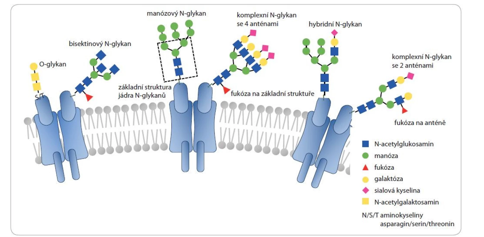 Jednotlivé typy glykosylací přítomných na lidských proteinech a typické struktury, na které je v tomto přehledovém článku
odkazováno.