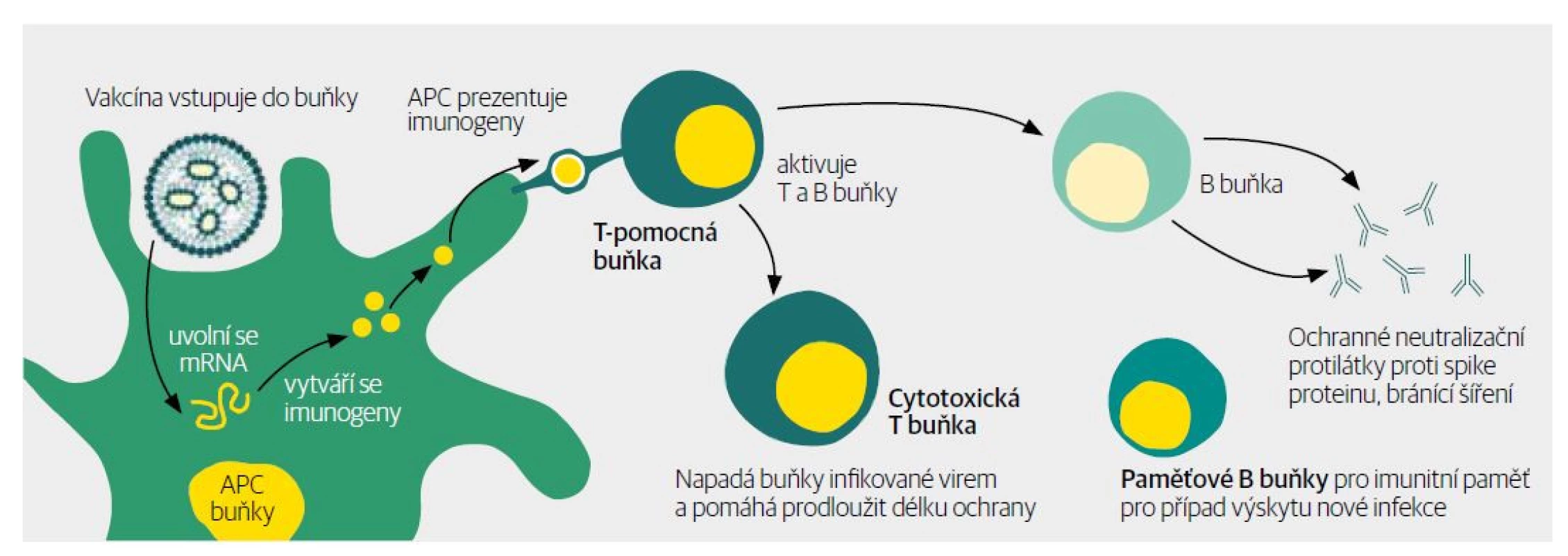 Navození buněčné a humorální imunity proti antigenu vyrobenému podle mRNA informace.