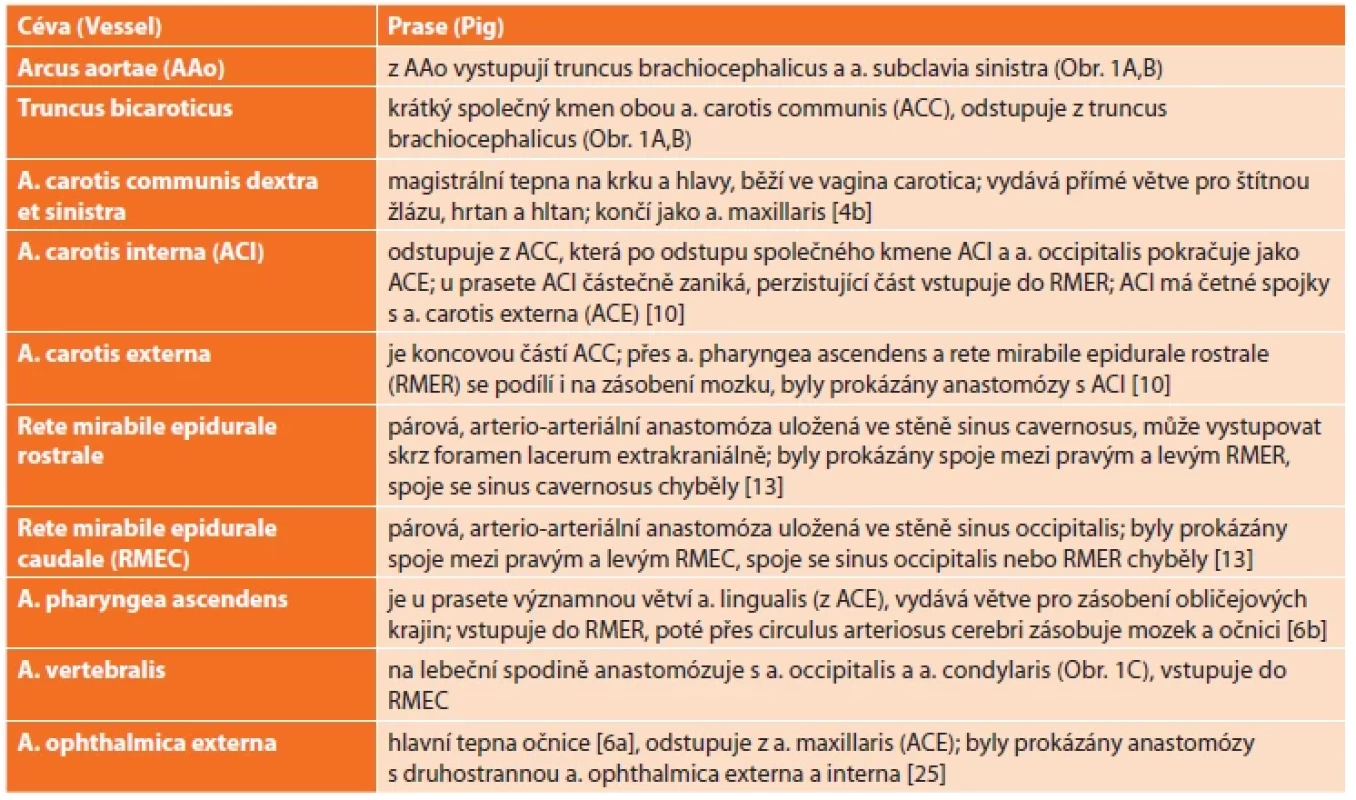 Přehled hlavních rozdílů tepen hlavy a krku prasete domácího a člověka [4b,7] <br> 
Tab. 1. Review of the main differences between the human and porcine head and neck arteries [4b,7]