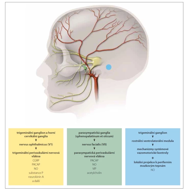 Mechanizmy kontroly cerebrálního krevního průtoku s účastí endogenních vazoaktivních molekul. Ovlivnění průsvitu arteria
meningea media (znázorněna červeně) je závislé na třech mechanizmech: antidromní dráha (žlutě), trigeminální parasympatická
dráha (zeleně) a centrální dráha (modře). Každá z těchto drah má defi novaný zdroj, transportní cestu a rozdílný repertoár uvolňovaných
vazoaktivních působků.<br>
CGRP – calcitonin gene related peptid; NO – oxid dusnatý; PACAP – pituitární adenylátcyklázu aktivující polypeptid; VIP – vazoaktivní intestinální
<br>Fig. 1. Mechanisms of cerebral blood flow control involving endogenous vasoactive molecules. The diameter of the lumen of the medial
meningeal artery (shown in red) is dependent on three mechanisms: the antidromic pathway (yellow), the trigeminal parasympathetic
pathway (green) and the central pathway (blue). Each of these pathways has a defined source, transport route, and a different
repertoire of released vasoactive agents.<br>
CGRP – calcitonin gene-related peptide; NO – nitric oxide; PACAP – pituitary adenylate cyclase activating polypeptide; VIP – vasoactive intestinal
peptide