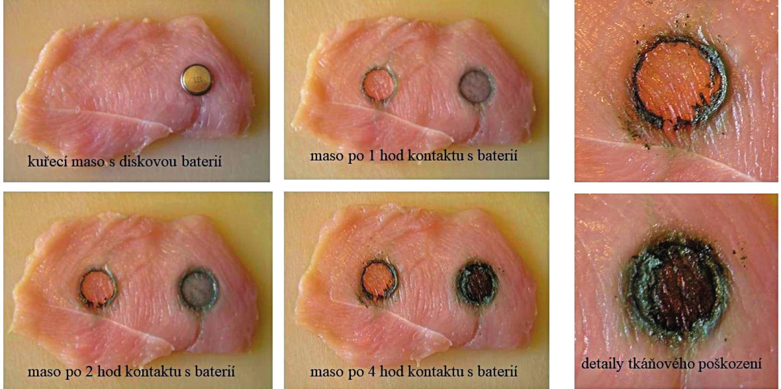 Pokus s baterií a kuřecím masem. <br><b>Fig. 14. </b>Experiment with battery and chicken meat.
