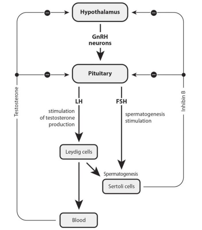 The Hypothalamic-Pituitary-Gonadal Axis in men
(adopted from [7])