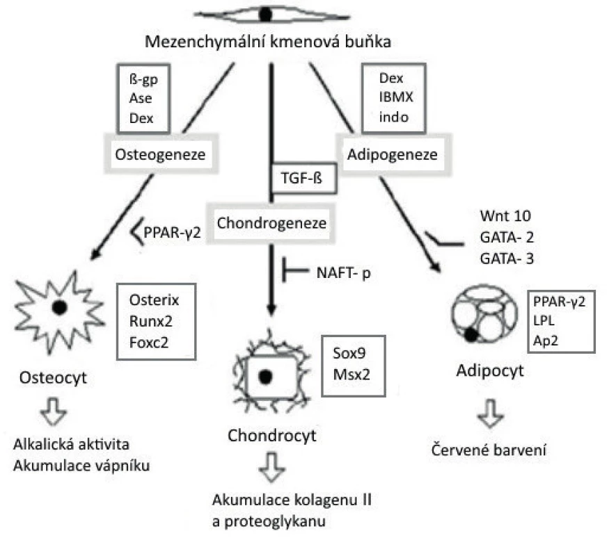 Schéma diferenciace mezenchymální kmenové buňky v adipocyt, chondrocyt a osteocyt, se znázorněním jednotlivých indukujících a transkripčních faktorů. Dole pod šipkami je uveden způsob identifikace buněk <br>
(upraveno podle/zdroj obrázku: Bobis S, Danuta J, Majka M. Mesenchymal stem cells: characteristics and clinical applications. Folia Histochem Cytobiol 2006; 44: 215–230). 