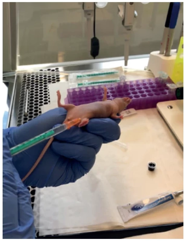 Intraperitoneal application (NU/NU mouse)