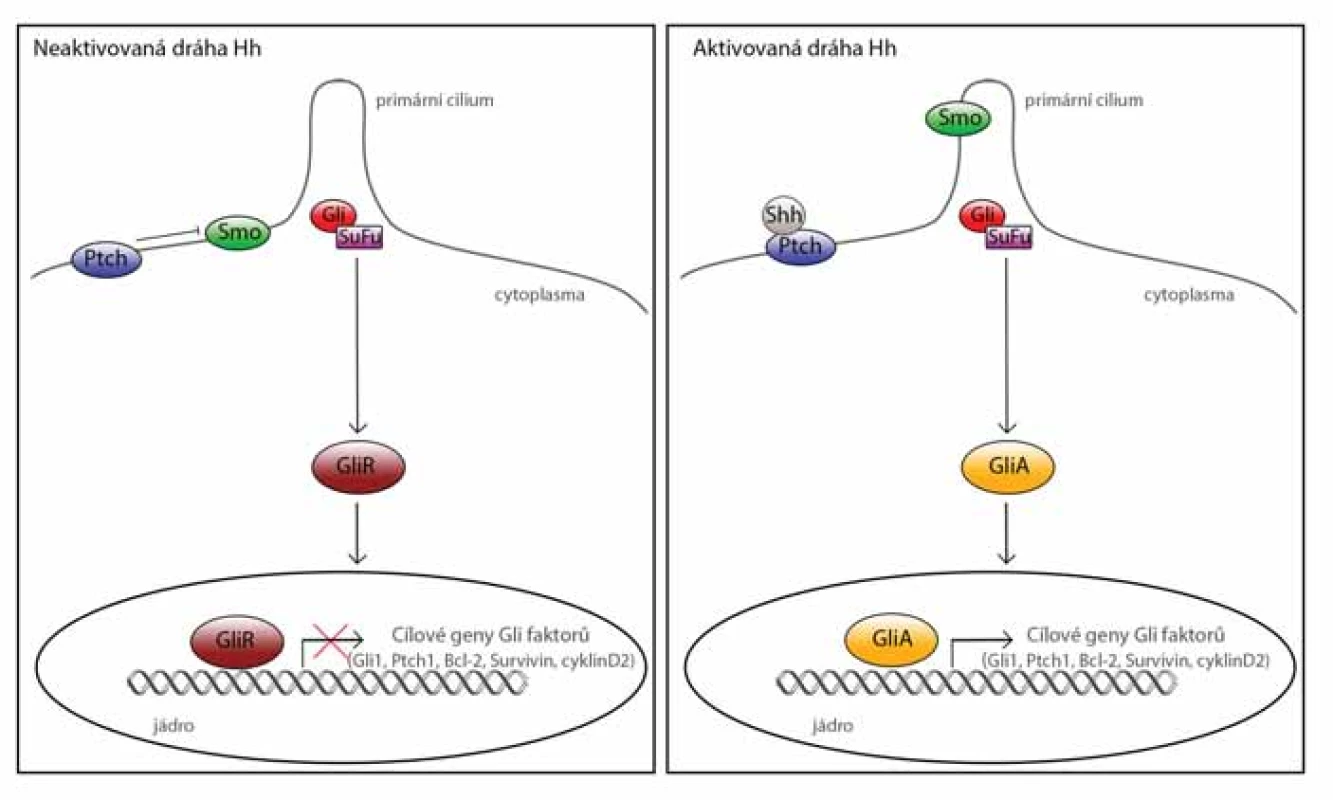  Signální dráha Hedgehog (Hh).<br>
V nepřítomnosti Hh ligandu receptor Patched (Ptch) blokuje receptor Smoothened (Smo) a z proteinového komplexu, tvořeného proteiny Gli, SuFu a dalšími, se uvolňuje represorová forma Gli proteinů. Represorové Gli proteiny blokují transkripci cílových genů dráhy Hh.
Po aktivaci receptoru Ptch ligandem dráhy Hh (v tomto případě Shh), dochází k translokaci receptoru Smo na povrch primárního cilia, následně dojde k ovlivnění proteinového Gli/SuFu komplexu, ze kterého se uvolňují aktivní formy Gli faktorů. Po jejich translokaci do jádra
aktivují transkripci cílových genů dráhy Hh.