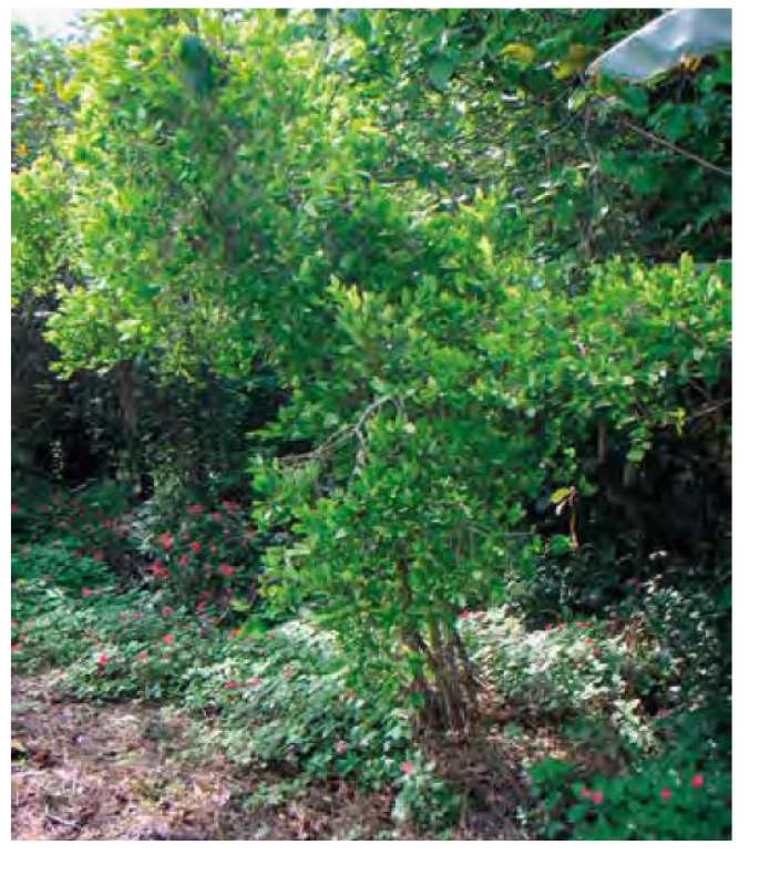 Erythroxylum coca. Zdroj: Wikimedia Commons (CC BY 4.0)