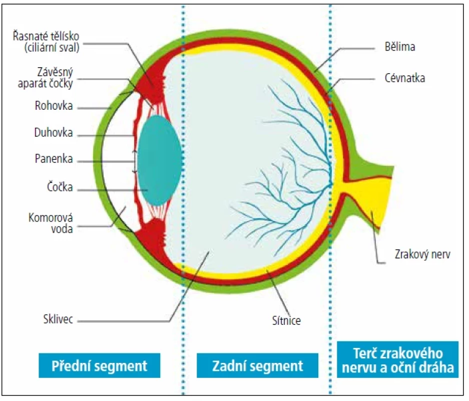 Části oka rozdělující vzácná onemocnění do podskupin podle anatomických segmentů.</br>[Upraveno podle: https://www.ern-eye.eu/rare-eye-diseases]