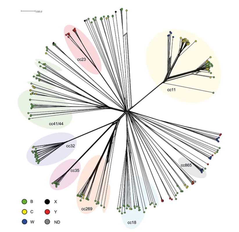 Genetická diverzita 323 izolátů z IMO, ČR, 1993–2020<br>
Figure 11. Genetic diversity of 323 isolates from IMD, CR, 1993–2020