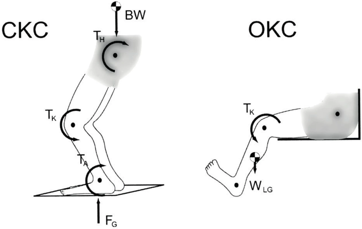 Schéma uzavřeného a otevřeného kinematického řetězce – působící síly (CKC - uzavřený kinematický řetězec, OKC
- otevřený kinematický řetězec) / Zdroj: Fleming, 2005/.