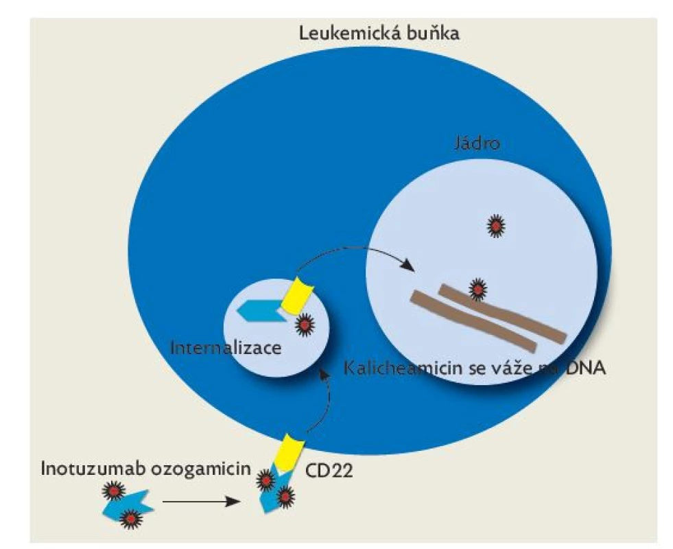 Mechanismus účinku inotuzumab ozogamicinu