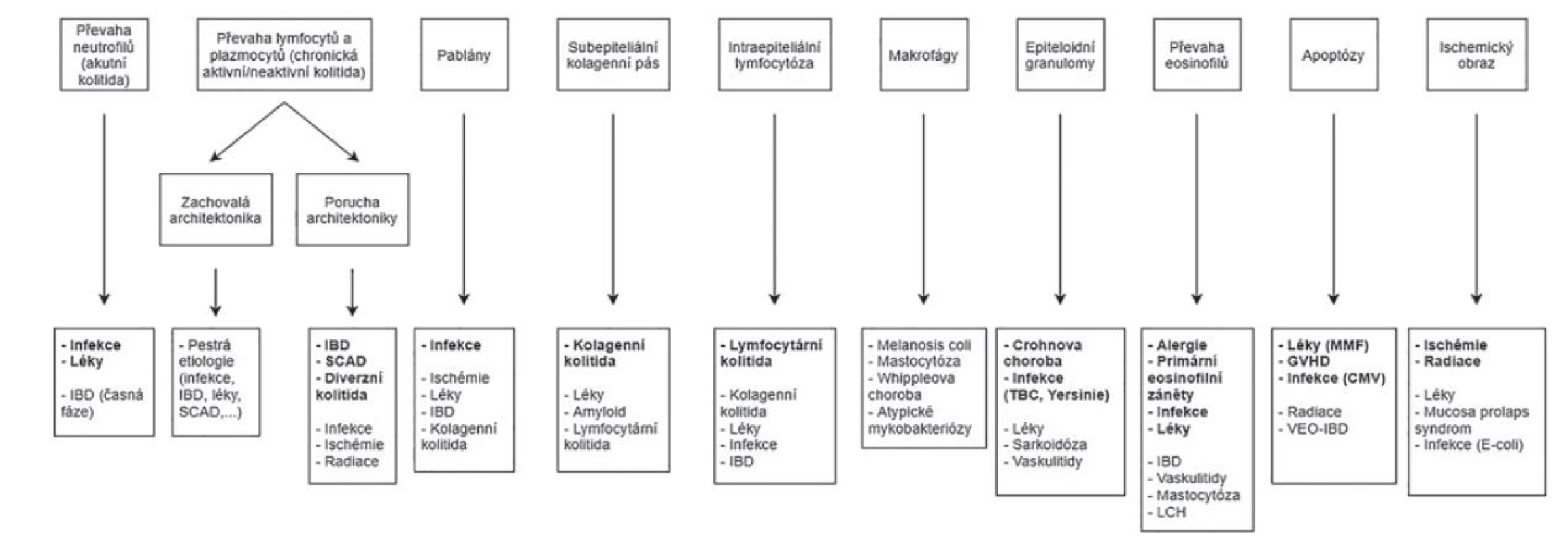 Morfologické vzorce kolitid a jejich diferenciální diagnóza (Převzato a modifikováno z: Moore M, Feakins RM, Lauwers GY. Non-neoplastic colorectal
disease biopsies: evaluation and differential diagnosis. J Clin Pathol 2020; 73(12): 783-792).<br>
CMV = cytomegalovirus; GVHD = reakce štěpu proti hostiteli; IBD = zánětlivá střevní onemocnění; LCH = histiocytóza z Langerhansových buněk; MMF = mykofenolát
mofetil; SCAD = segmentální kolitida asociovaná s divertikulózou; TBC = tuberkulóza; VEO-IBD = zánětlivá střevní onemocnění s velmi časným nástupem
(very early onset inflammatory bowel disease).<br>
S ohledem na jeho veliké rozměry bylo schéma v plném rozlišení umístěno i jako e-Supplementum na webové stránky časopisu ČS patologie (http://www.cspatologie.cz/supplementa.php).