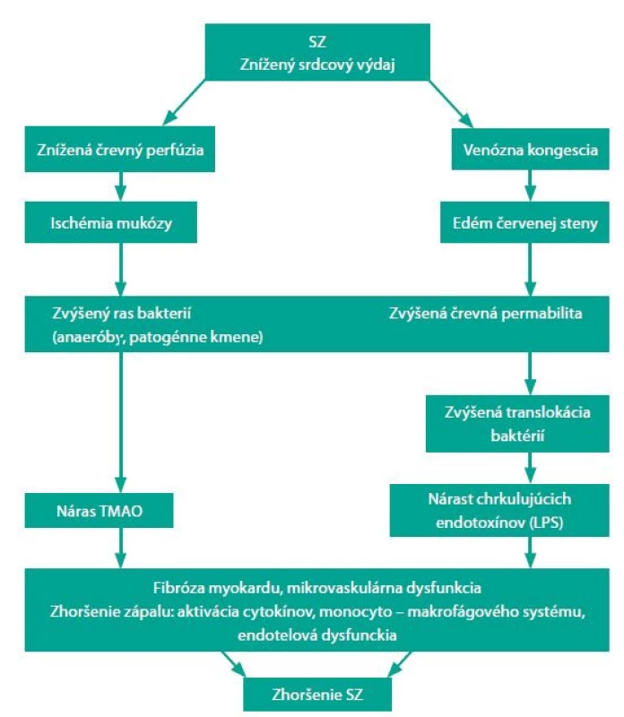 Hypotéza osi srdce–čreva, upravené podľa (4).