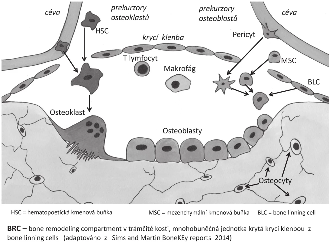 Bone remodeling compartment v trámčité kosti