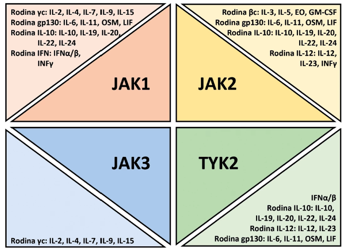 Použití různých Janusových kináz (JAK) v signální transdukci cytokinů, chemokinů a růstových faktorů. Upraveno podle
O´Shea et al. [5]