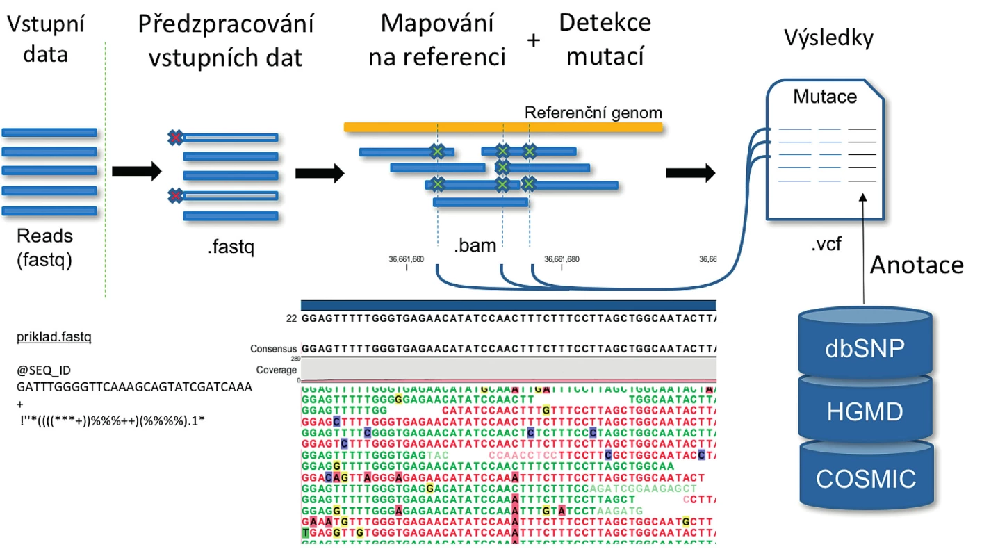 Schéma obecné pipeline pro účely detekce variant v DNA
Vstupní data představují sekvenační čtení. Každé sekvenační čtení má přidělen jedinečný identifikátor (SEQ_ID), sekvenci a kvalitu pro
každou bázi vyjádřenou ASCII kódem. Následně jsou sekvenační čtení filtrovány podle délky, případně jsou odstraněny jejich nekvalitní
konce. Poté jsou sekvence mapovány na referenční genom a detekovány varianty. K variantám jsou v posledním kroku přiděleny informace
z vybraných databází, které například umožní rozhodnout, zda a jak je varianta klinicky významná.