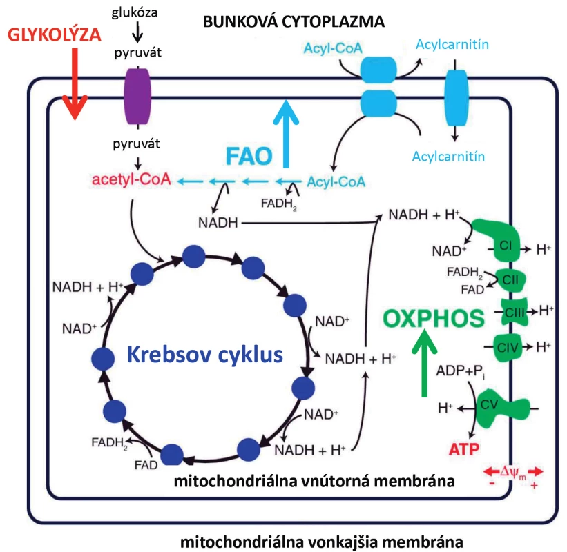 Výsledky z publikácie Heřmanová et al., Leukemia 2016 zhrňujúce vplyv L-asparaginázy na
hlavné bioenergetické procesy leukemických buniek
OXPHOS – oxidatívna fosforylácia, FAO – fatty acid oxidation, oxidácia mastných kyselín.