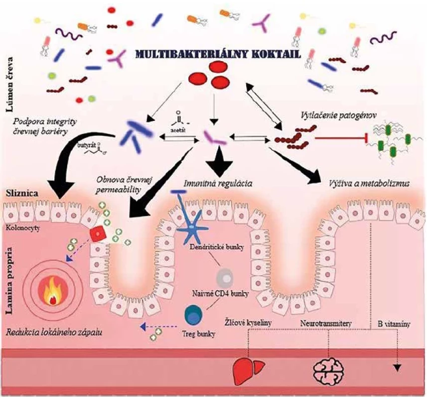 Mechanizmy pôsobenia probiotických baktérií <br> 
Špecifické metabolity produkované baktériami podporujú funkciu kolonocytov alebo sú exportované do pečene alebo nervového
systému. Aktivita a rast komenzálnych baktérií má dôležitý imunomodulačný efekt a potláča rast patogénov. <br> 
(Upravené podľa [32]). <br> 
Figure 5. Mechanisms of action of probiotic bacteria <br> 
Specific metabolites produced by the bacteria promote colonocyte function or are exported to the liver or nervous system. The
activity and growth of commensal bacteria have an important immunomodulatory effect and suppress the growth of pathogens. <br> 
(Modified from [32]).