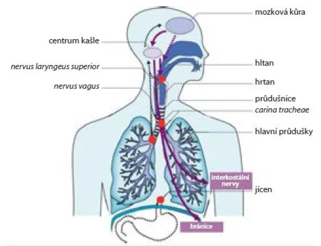 Nervové dráhy kašle
