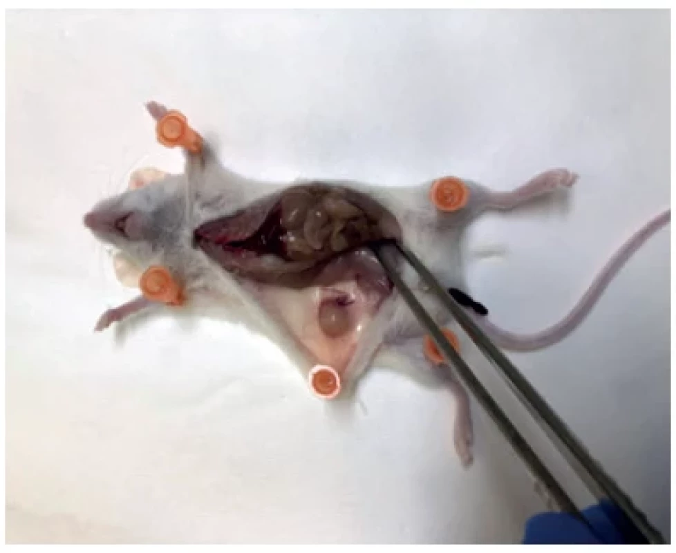 Dissection of a mouse in the active treatment group (subcutaneous
tumour) (NOD/SCID mouse)