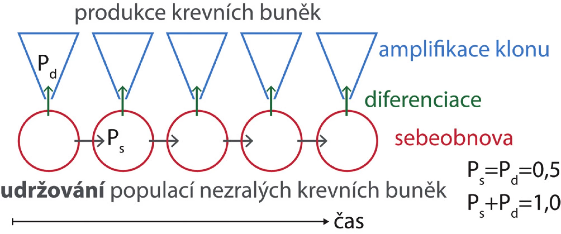 V nepoškozené kostní dřeni dospělého jedince je
pravděpodobnost, že se kmenová buňka bude diferencovat
(Pd), a pravděpodobnost, že po buněčném dělení zůstane
buňkou kmenovou (Ps), stejná. Počet kmenových buněk zůstává
konstantní a z diferencovaných buněk vznikají klony krevních buněk
s omezenou dobou setrvání v krvi.