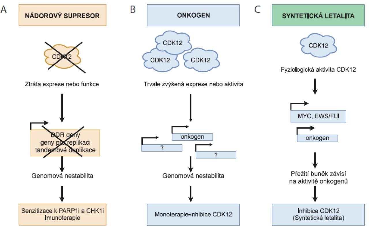 Rozdílná úloha CDK12 v karcinogenezi.<br>
A) CDK12 – nádorový supresor. Ztráta funkce CDK12 má za následek sníženou expresi genů zapojených v homologní rekombinaci a replikaci
DNA, vč. kontroly tandemových duplikací, což vede ke genomové nestabilitě a rozvoji karcinogeneze. Nefunkční CDK12 nebo použití
specifických inhibitorů CDK12 zvyšuje citlivost nádorových buněk k efektu PARP1/2 (PARPi) a inhibitorů CHK1 (CHK1i).<br>
B) CDK12 – onkogen. Amplifi kace CDK12 genu má za následek zvýšenou expresi genů zapojených v genomové stabilitě a karcinogenezi.
Proto je možné uvažovat o využití specifi ckých CDK12 inhibitorů v léčbě pacientů s tímto typem nádorů.<br>
C) CDK12 – syntetická letalita. Fyziologická hladina CDK12 udržuje expresi vybraných onkogenů (MYC, EWS/FLI), jejichž aktivita je nezbytná
pro přežití nádoru. V případě, kdy je rozvoj nádoru závislý na aktivitě konkrétního onkogenu a současně na intaktní DDR dráze,
může vést inhibice CDK12 k narušení obou drah nutných pro přežití a následně k zástavě proliferace nádorových buněk.