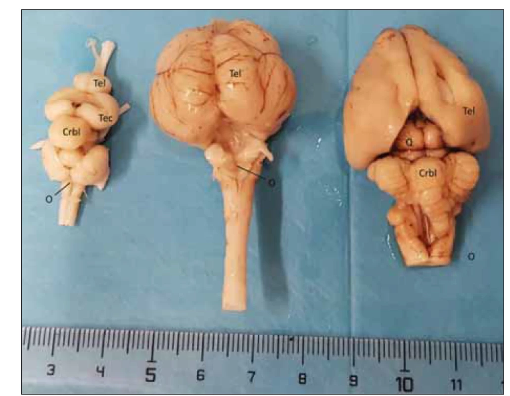 Porovnání mozku kapra (vlevo), kachny (uprostřed) a králíka (napravo),
vč. 10mm měřítka.<br>
Crbl – cerebellum; O – obex; Q – lamina quadrigemina; Tec – tectum opticum; Tel – telecephalon<br>
Fig. 10. Comparison of the brain of the carp (left), duck (middle), and rabbit (right), including
the 10-mm measurement.<br>
Crbl – cerebellum; O – obex; Q – lamina quadrigemina; Tec – tectum opticum; Tel –
telencephalon